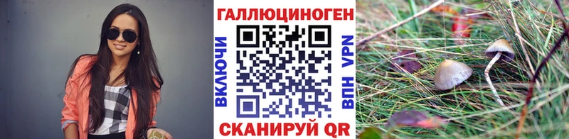 Галлюциногенные грибы Cubensis  Новосокольники 